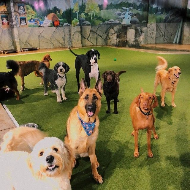 Dog Daycare