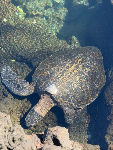 A sea turtle resting underwater near rocks in clear water.