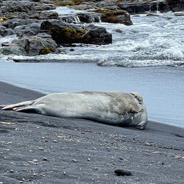A large seal resting on a black sand beach near rocky shores.