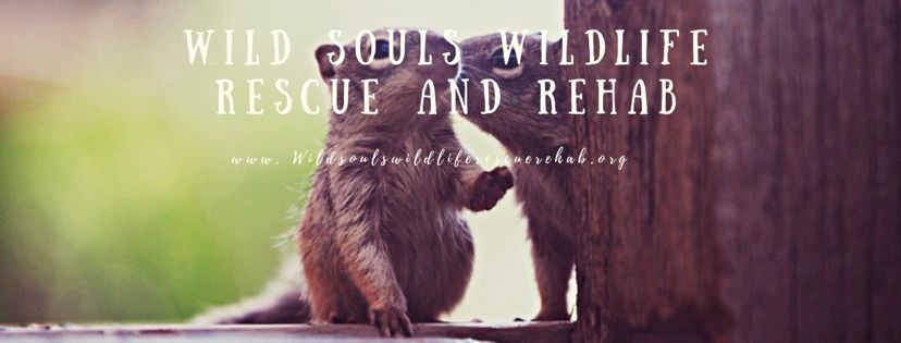 Wild Souls Wildlife Rescue and Rehabilitation