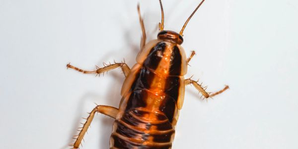 cockroach