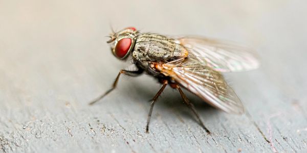 fly