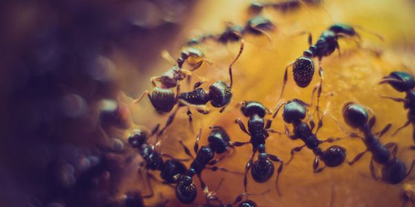 ants