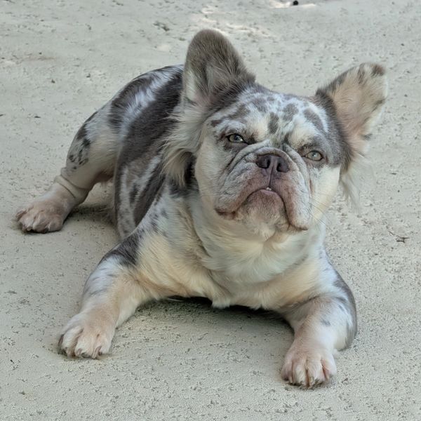 Grey and tan merle French bulldog, located in Denver Colorado and Space Coast Florida