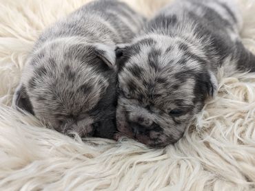 Luxurious french bulldog puppies
