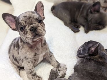 Exotic Frenchie puppies