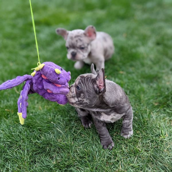 Fire Frenchies, French Bulldog puppy playing outside in Colorado