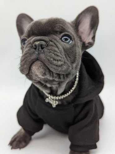 Frenchie puppy with sparkly necklace and blue eyes
