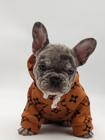Blue Merle French Bulldog Puppy with Louis Vuitton hoodie