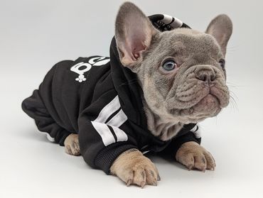 Lilac and Tan Frenchie puppy wearing Addidas style track suit