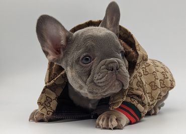 Exotic lilac and tan french bulldog wearing designer clothing