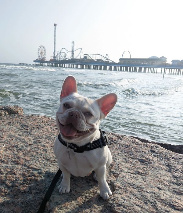 Fire Frenchie Platinum Sugar is a white cream lilac platinum akc fluffy carrier french bulldog from