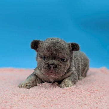 Tiny gray French Bulldog puppy lying on a pink blanket.