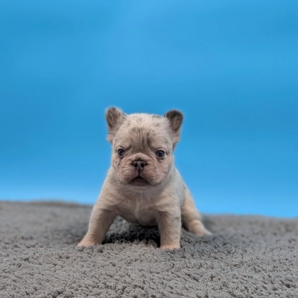 Lilac and Tan merle fluffy french bulldog puppy available in Denver CO.