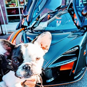 French Bulldog Breeder in Denver Colorado, pied frenchie puppy in front of a luxury Mclaren sports c