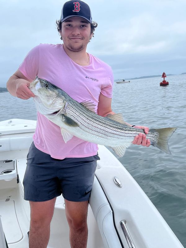 Legal limit for Striped Bass is 28 - 31", one fish per angler.