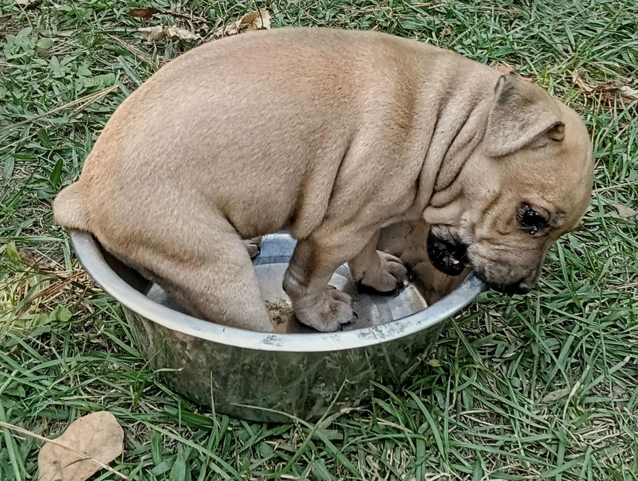 Puppy sitting inside a metal bowl on grass.