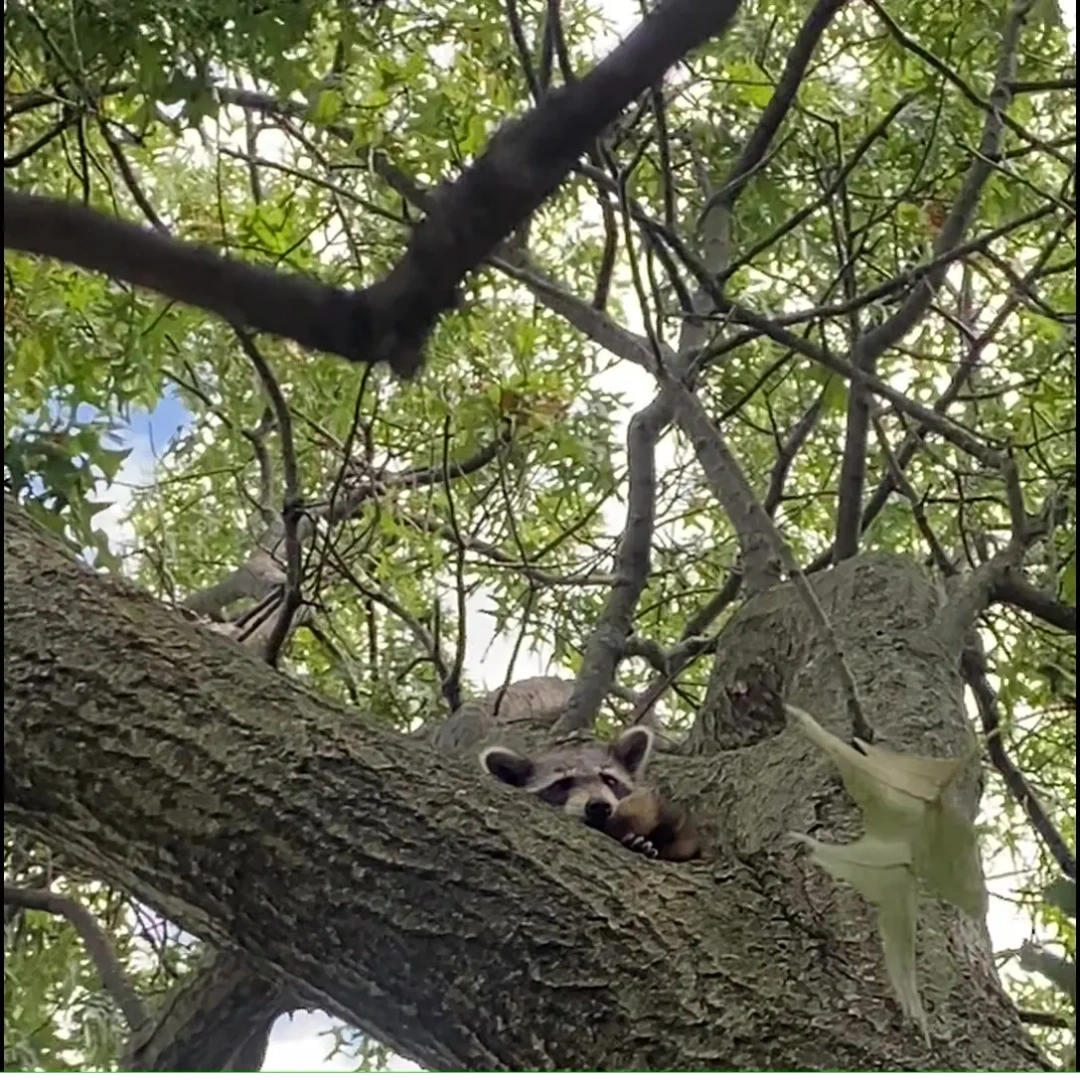 A raccoon resting on a large tree branch surrounded by green leaves.