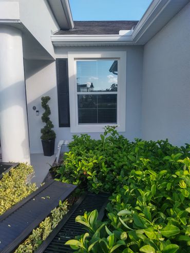 Exterior view of a house window with plants and greenery.