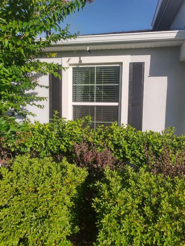 White house window with black shutters and green bushes.
