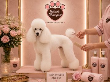 A groomed white poodle at Blue's Shampoo mobile pet spa.