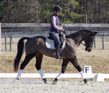 Rider in black outfit on a dark horse during dressage training.