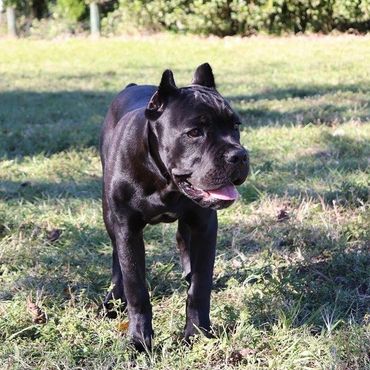 Florida Sentinel Bandog - Black Panther Dog Cane Corso - Italian Mastiff - Canis Pugnax - Boat Dog -