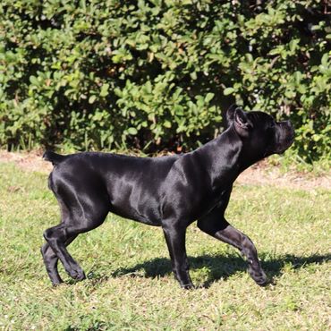 Florida Sentinel Bandog - Black Panther Dog Cane Corso - Italian Mastiff - Canis Pugnax - Boat Dog -