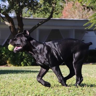 Florida Sentinel Bandog - Black Panther Dog Cane Corso - Italian Mastiff - Canis Pugnax - Boat Dog -