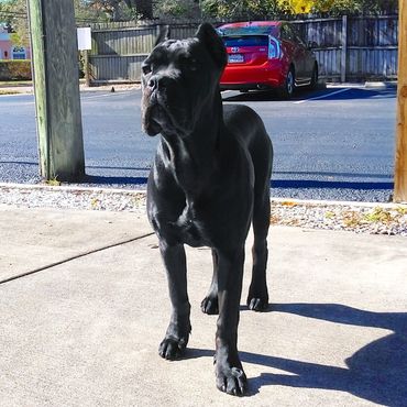 Florida Sentinel Bandog - Black Panther Dog Cane Corso - Italian Mastiff - Canis Pugnax - Boat Dog -