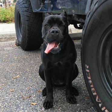 Florida Sentinel Bandog - Black Panther Dog Cane Corso - Italian Mastiff - Canis Pugnax - Boat Dog -