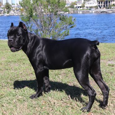 Florida Sentinel Bandogs - Black Panther Dog - Cane Corso - Italian Mastiff - Canis Pugnax