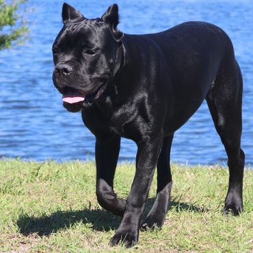 Florida Sentinel Bandog - Black Panther Dog Cane Corso - Italian Mastiff - Canis Pugnax - Boat Dog -