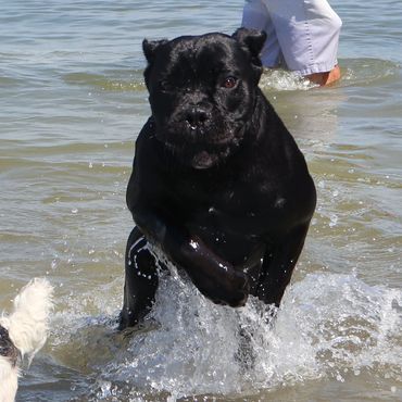 Florida Sentinel Bandog - Black Panther Cane Corso - Italian Mastiff - Canis Pugnax -