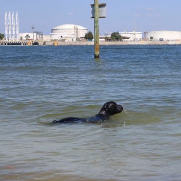 Florida Sentinel Bandog - Black Panther Cane Corso - Italian Mastiff - Canis Pugnax -