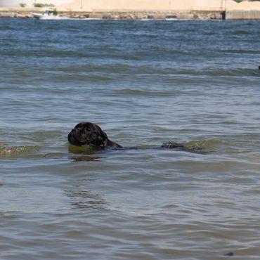 Florida Sentinel Bandog - Black Panther Dog Cane Corso - Italian Mastiff - Canis Pugnax - Boat Dog -