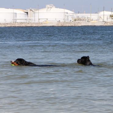 Florida Sentinel Bandog - Black Panther Dog Cane Corso - Italian Mastiff - Canis Pugnax - Boat Dog -
