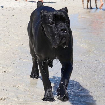 Florida Sentinel Bandog - Black Panther Cane Corso - Italian Mastiff - Canis Pugnax -