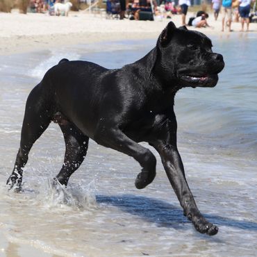Florida Sentinel Bandog - Black Panther Cane Corso - Italian Mastiff - Canis Pugnax -