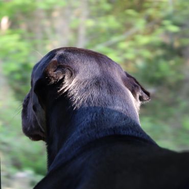 Florida Sentinel Bandog - Black Panther Dog Cane Corso - Italian Mastiff - Canis Pugnax - Boat Dog -