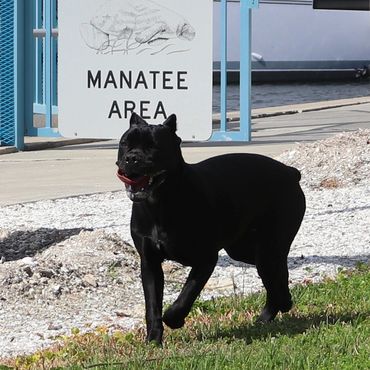 Florida Sentinel Bandog - Black Panther Dog Cane Corso - Italian Mastiff - Canis Pugnax - Boat Dog -