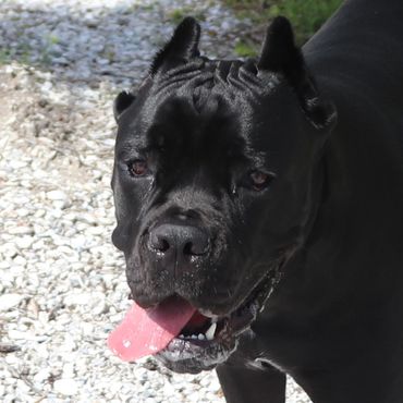 Florida Sentinel Bandog - Black Panther Dog Cane Corso - Italian Mastiff - Canis Pugnax - Boat Dog -