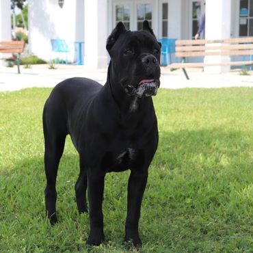Florida Sentinel Bandog - Black Panther Cane Corso - Italian Mastiff - Canis Pugnax -