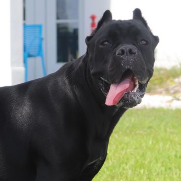 Florida Sentinel Bandog - Black Panther Dog Cane Corso - Italian Mastiff - Canis Pugnax - Boat Dog -