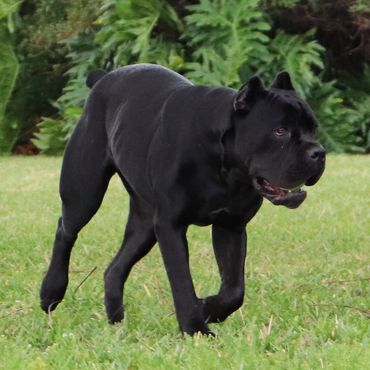 Florida Sentinel Bandogs - Black Panther Dog - Cane Corso - Italian Mastiff - Canis Pugnax