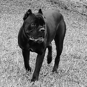 Florida Sentinel Bandogs - Panther Cane Corso - Italian Mastiff - Canis Pugnax