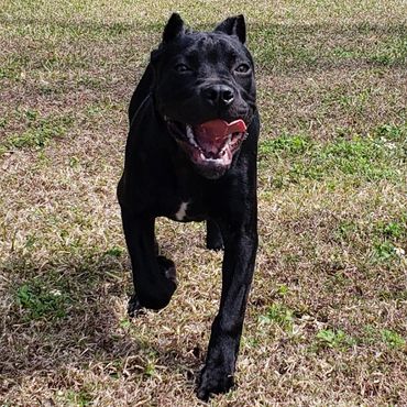 Florida Sentinel Bandogs - Panther Cane Corso - Italian Mastiff - Canis Pugnax