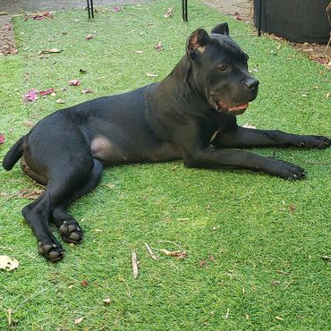 Florida Sentinel Bandogs - Panther Cane Corso - Italian Mastiff - Canis Pugnax