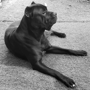 Florida Sentinel Bandogs - Panther Cane Corso - Italian Mastiff - Canis Pugnax