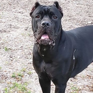 Florida Sentinel Bandogs - Panther Cane Corso - Italian Mastiff - Canis Pugnax